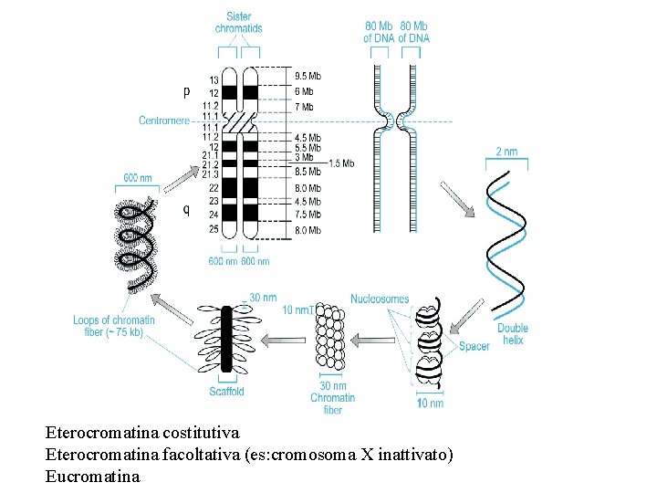 Eterocromatina costitutiva Eterocromatina facoltativa (es: cromosoma X inattivato) Eucromatina Eterocromatina costitutiva Eterocromatina facoltativa (es: cromosoma X inattivato) Eucromatina