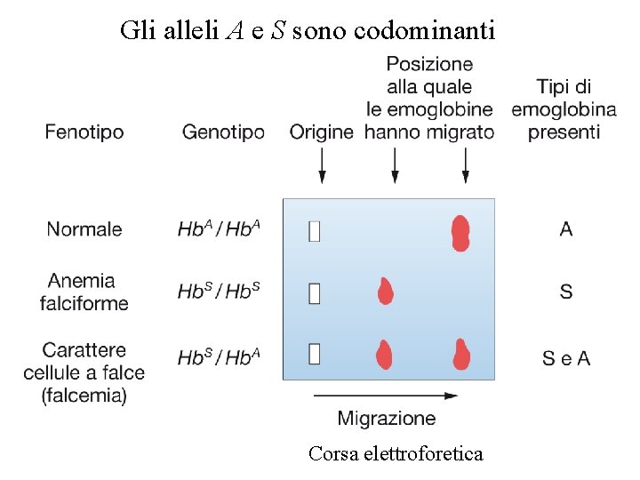 Gli alleli A e S sono codominanti Corsa elettroforetica Gli alleli A e S sono codominanti Corsa elettroforetica