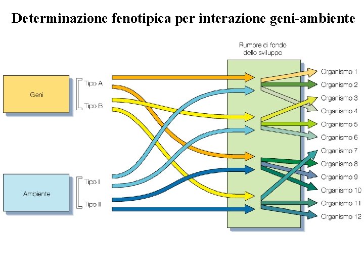 Determinazione fenotipica per interazione geni-ambiente Determinazione fenotipica per interazione geni-ambiente