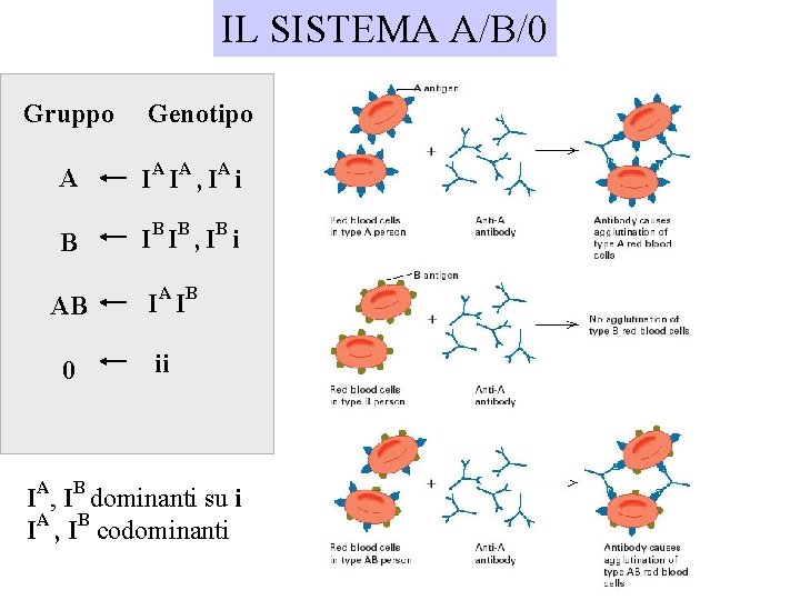 IL SISTEMA A/B/0 Gruppo Genotipo A IA IA , IA i B IB IB IL SISTEMA A/B/0 Gruppo Genotipo A IA IA , IA i B IB IB