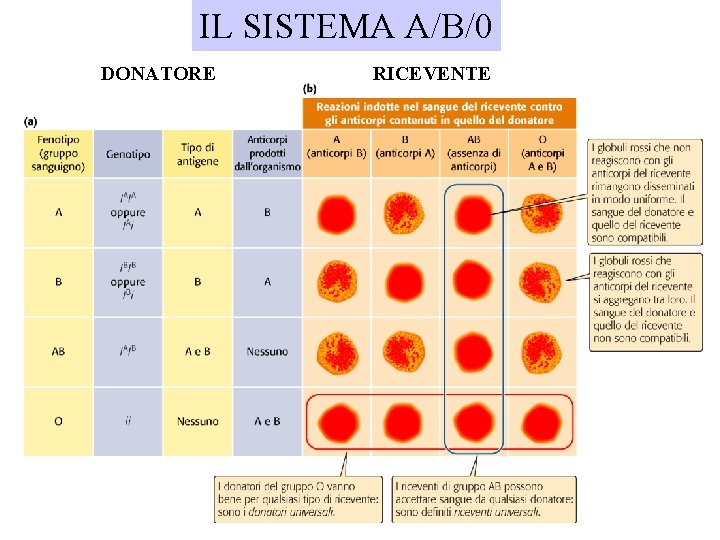 IL SISTEMA A/B/0 DONATORE RICEVENTE IL SISTEMA A/B/0 DONATORE RICEVENTE