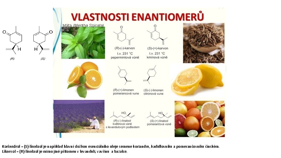 Máta (Mentha Spicata) Koriandrol = (S)-linalool je například hlavní složkou esenciálního oleje semene koriandru,