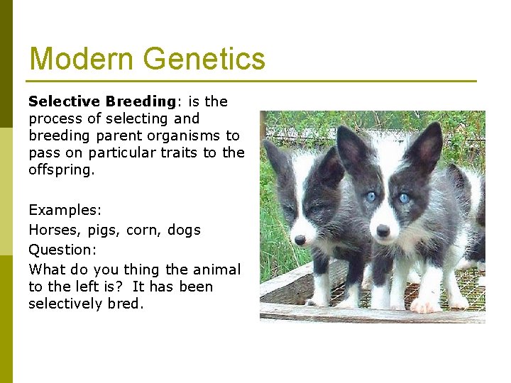 Modern Genetics Selective Breeding: is the process of selecting and breeding parent organisms to Modern Genetics Selective Breeding: is the process of selecting and breeding parent organisms to