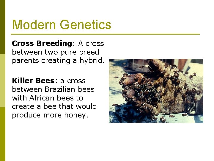 Modern Genetics Cross Breeding: A cross between two pure breed parents creating a hybrid. Modern Genetics Cross Breeding: A cross between two pure breed parents creating a hybrid.