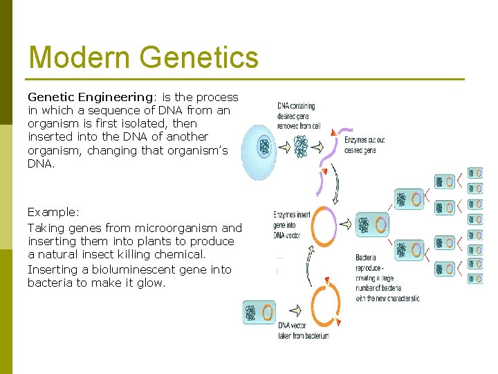 Modern Genetics Genetic Engineering: is the process in which a sequence of DNA from Modern Genetics Genetic Engineering: is the process in which a sequence of DNA from