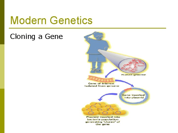 Modern Genetics Cloning a Gene Modern Genetics Cloning a Gene