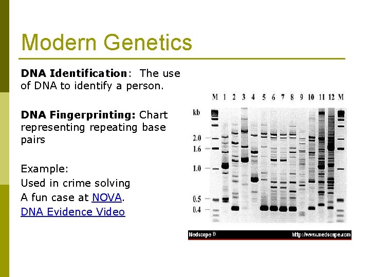 Modern Genetics DNA Identification: The use of DNA to identify a person. DNA Fingerprinting: Modern Genetics DNA Identification: The use of DNA to identify a person. DNA Fingerprinting: