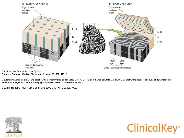 Circuits of the Central Nervous System Connors, Barry W. , Medical Physiology, Chapter 16,