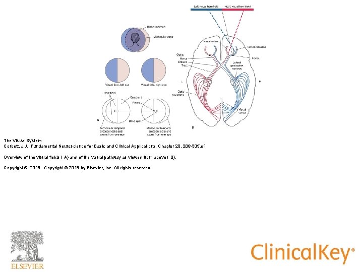 The Visual System Corbett, J. J. , Fundamental Neuroscience for Basic and Clinical Applications,