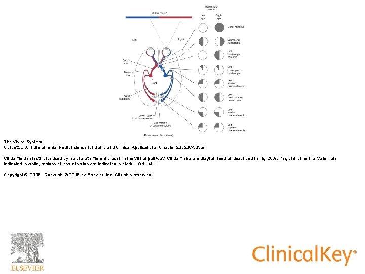 The Visual System Corbett, J. J. , Fundamental Neuroscience for Basic and Clinical Applications, The Visual System Corbett, J. J. , Fundamental Neuroscience for Basic and Clinical Applications,