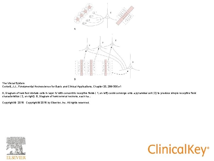 The Visual System Corbett, J. J. , Fundamental Neuroscience for Basic and Clinical Applications, The Visual System Corbett, J. J. , Fundamental Neuroscience for Basic and Clinical Applications,