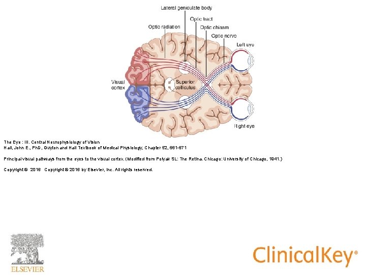 The Eye : III. Central Neurophysiology of Vision Hall, John E. , Ph. D, The Eye : III. Central Neurophysiology of Vision Hall, John E. , Ph. D,