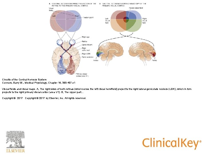 Circuits of the Central Nervous System Connors, Barry W. , Medical Physiology, Chapter 16,