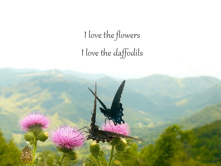 I love the flowers I love the daffodils 