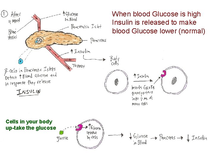 When blood Glucose is high Insulin is released to make blood Glucose lower (normal)