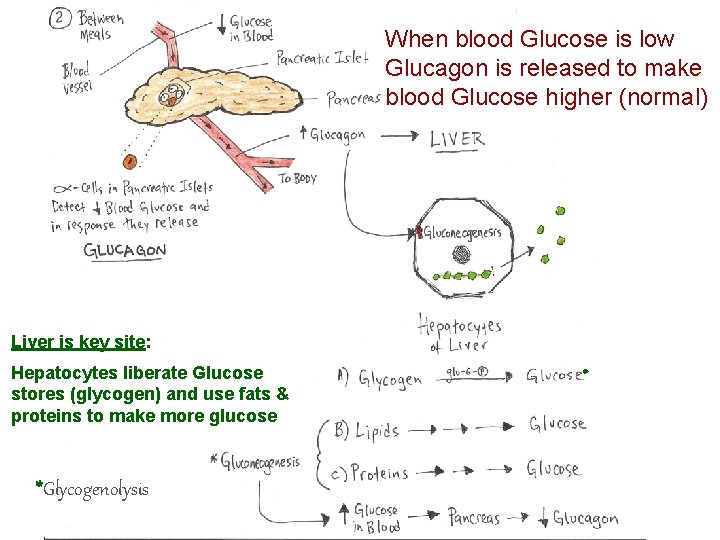 When blood Glucose is low Glucagon is released to make blood Glucose higher (normal)