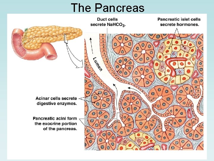 The Pancreas 