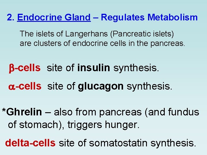 2. Endocrine Gland – Regulates Metabolism The islets of Langerhans (Pancreatic islets) are clusters