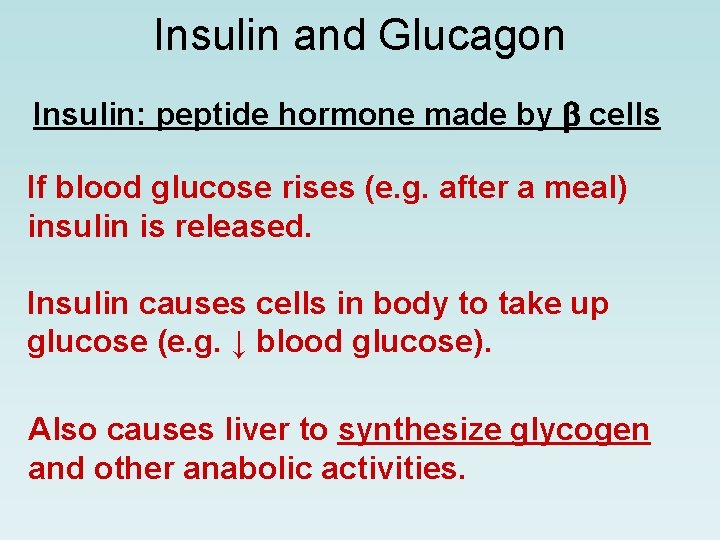 Insulin and Glucagon Insulin: peptide hormone made by cells If blood glucose rises (e.