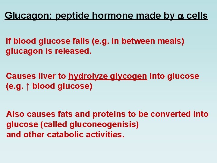 Glucagon: peptide hormone made by cells If blood glucose falls (e. g. in between