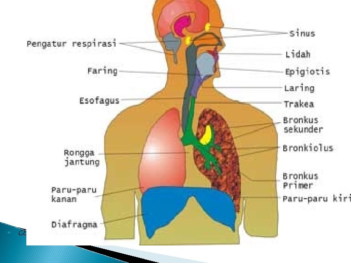  Gbr. Skema Sistem Respirasi Pada Manusia 