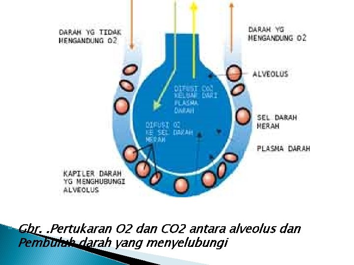  Gbr. . Pertukaran O 2 dan CO 2 antara alveolus dan Pembuluh darah