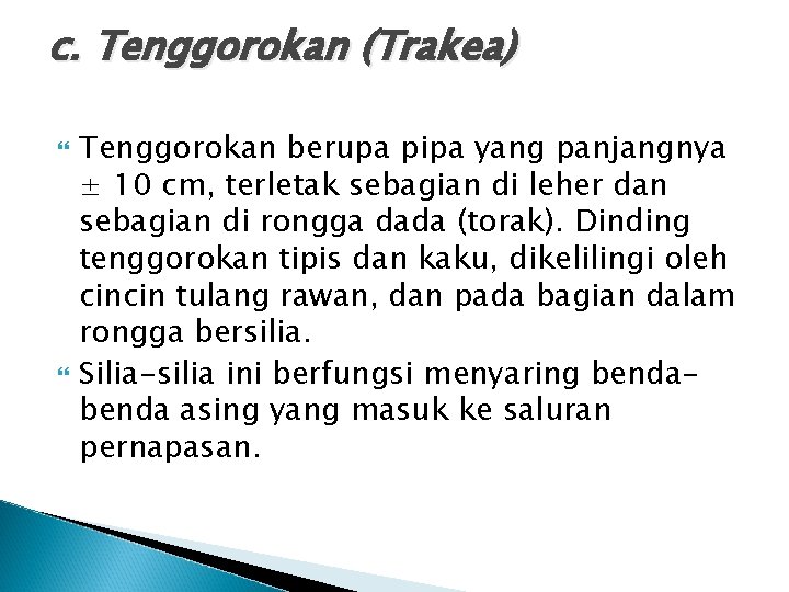 c. Tenggorokan (Trakea) Tenggorokan berupa pipa yang panjangnya ± 10 cm, terletak sebagian di