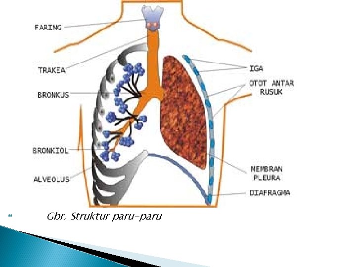  Gbr. Struktur paru-paru 