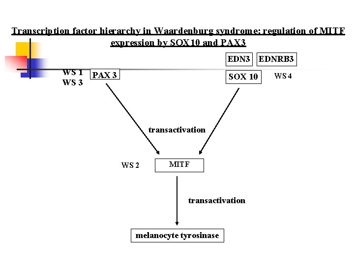  Transcription factor hierarchy in Waardenburg syndrome: regulation of MITF expression by SOX 10