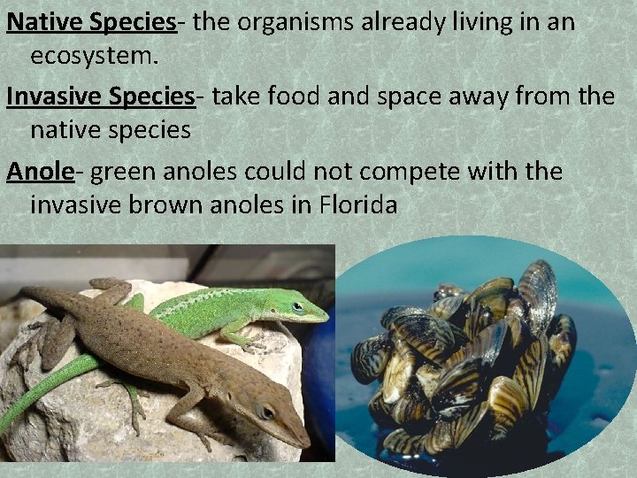 Native Species- the organisms already living in an ecosystem. Invasive Species- take food and
