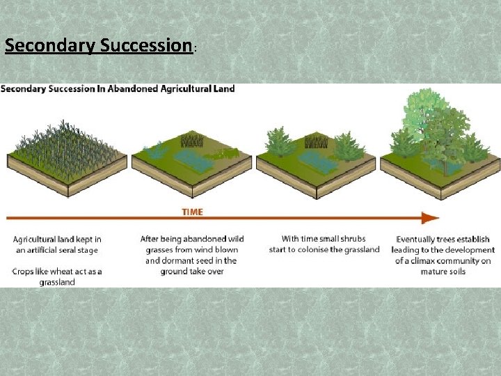Secondary Succession: 