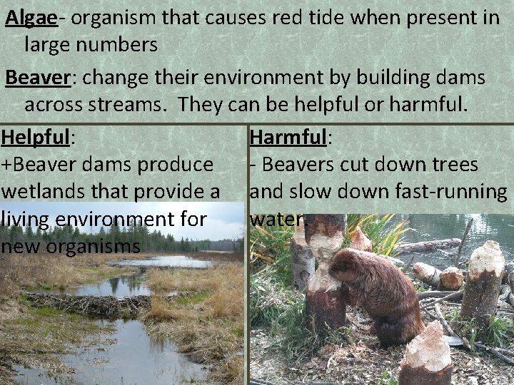 Algae- organism that causes red tide when present in large numbers Beaver: change their
