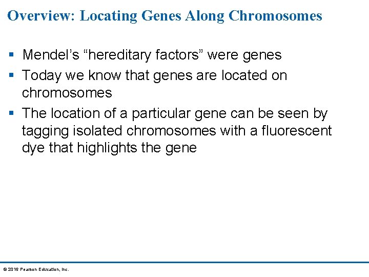 Overview: Locating Genes Along Chromosomes § Mendel’s “hereditary factors” were genes § Today we