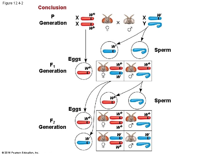 Figure 12. 4 -2 Conclusion P Generation X X w X Y w w