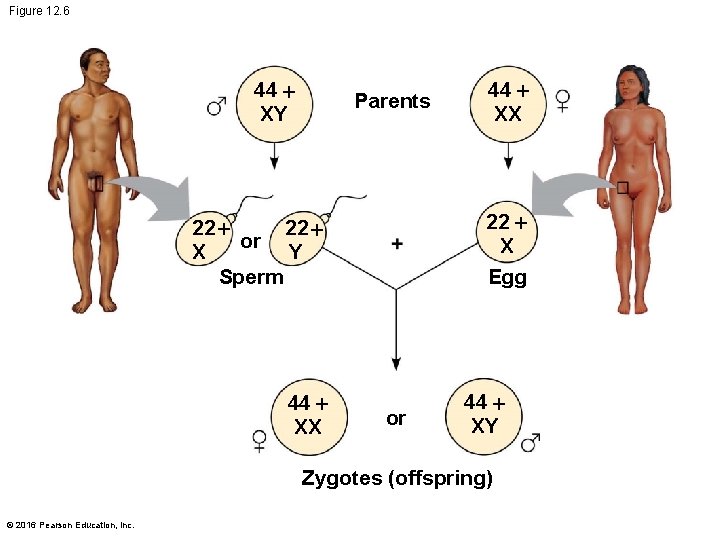 Figure 12. 6 44 XY Parents 22 X Egg 22 or X Y Sperm