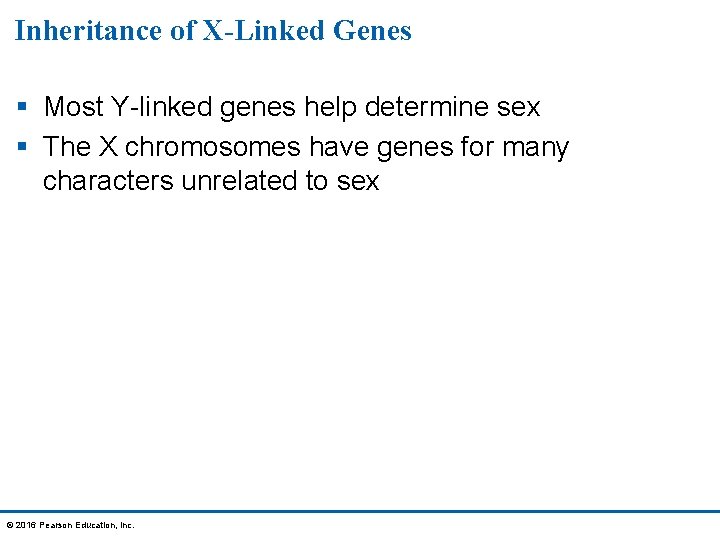 Inheritance of X-Linked Genes § Most Y-linked genes help determine sex § The X