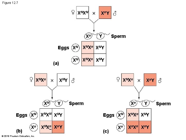 Figure 12. 7 XN XN Xn Eggs XN XN Y Sperm XN Xn XN