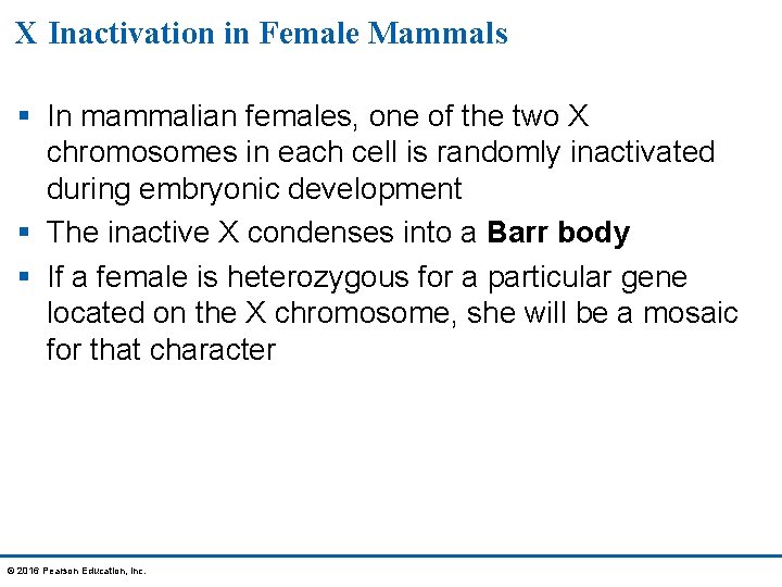 X Inactivation in Female Mammals § In mammalian females, one of the two X
