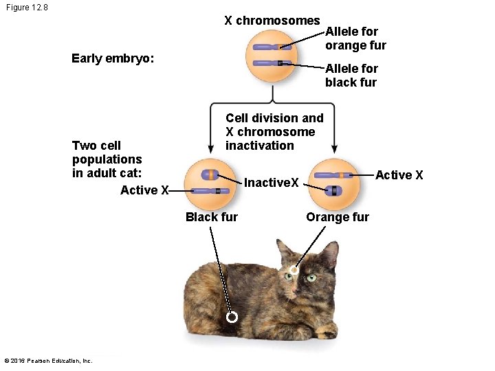 Figure 12. 8 X chromosomes Early embryo: Two cell populations in adult cat: Active
