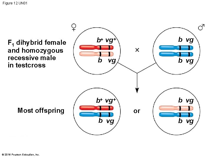 Figure 12. UN 01 F 1 dihybrid female and homozygous recessive male in testcross