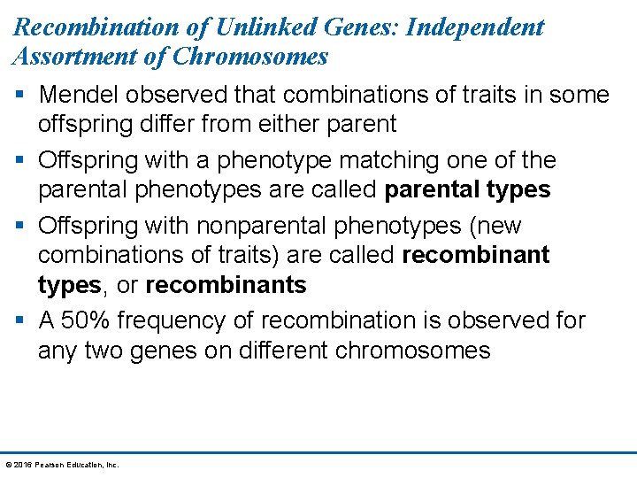 Recombination of Unlinked Genes: Independent Assortment of Chromosomes § Mendel observed that combinations of