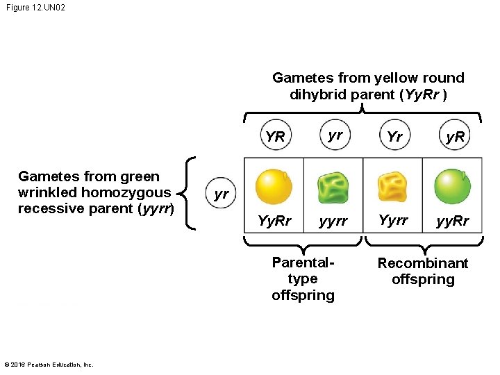 Figure 12. UN 02 Gametes from yellow round dihybrid parent (Yy. Rr ) Gametes