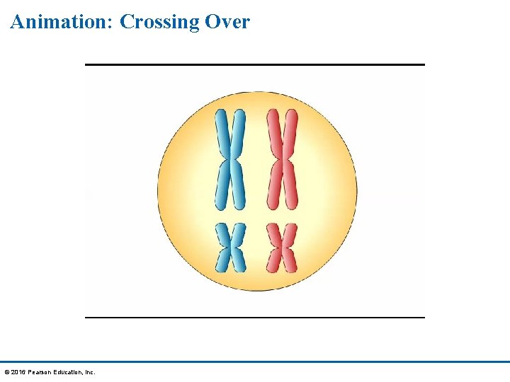 Animation: Crossing Over © 2016 Pearson Education, Inc. 