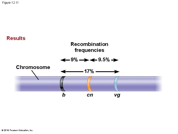 Figure 12. 11 Results Recombination frequencies 9% Chromosome 17% b © 2016 Pearson Education,