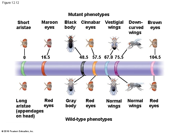 Figure 12. 12 Mutant phenotypes Short aristae 0 Maroon eyes 16. 5 Red Long