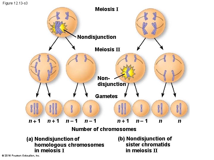 Figure 12. 13 -s 3 Meiosis I Nondisjunction Meiosis II Nondisjunction Gametes n 1