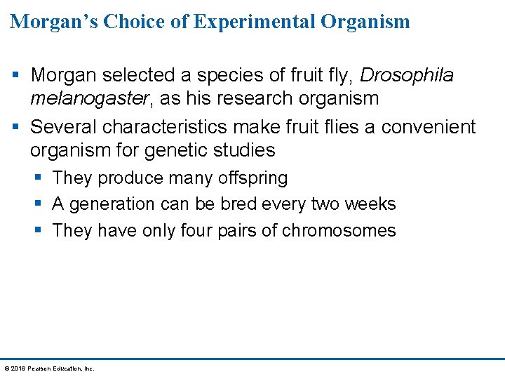 Morgan’s Choice of Experimental Organism § Morgan selected a species of fruit fly, Drosophila