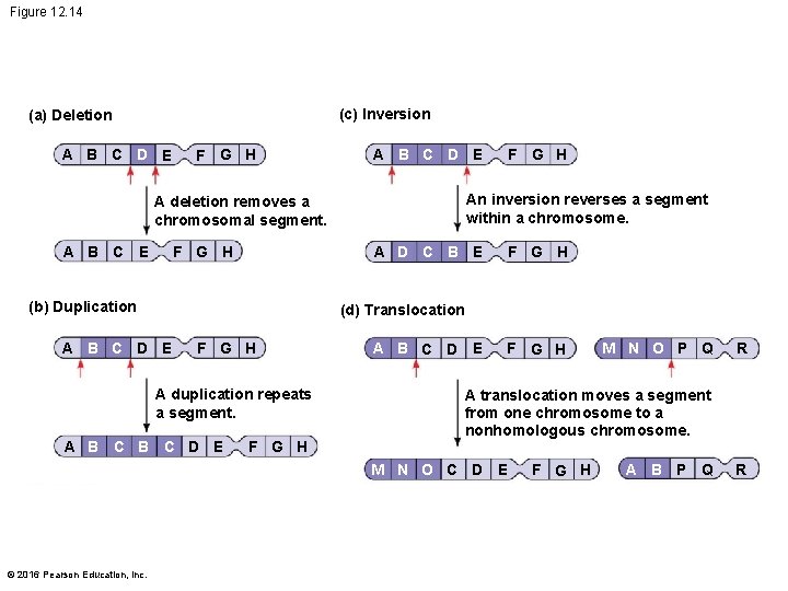 Figure 12. 14 (c) Inversion (a) Deletion A B C D E F G