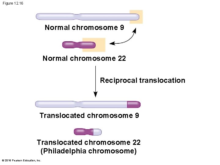 Figure 12. 16 Normal chromosome 9 Normal chromosome 22 Reciprocal translocation Translocated chromosome 9