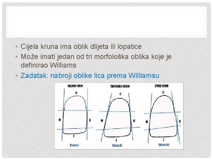  • Cijela kruna ima oblik dlijeta ili lopatice • Može imati jedan od